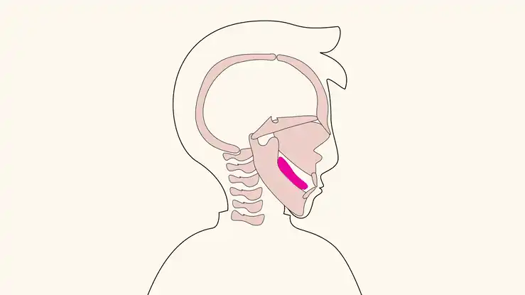 Jaw development